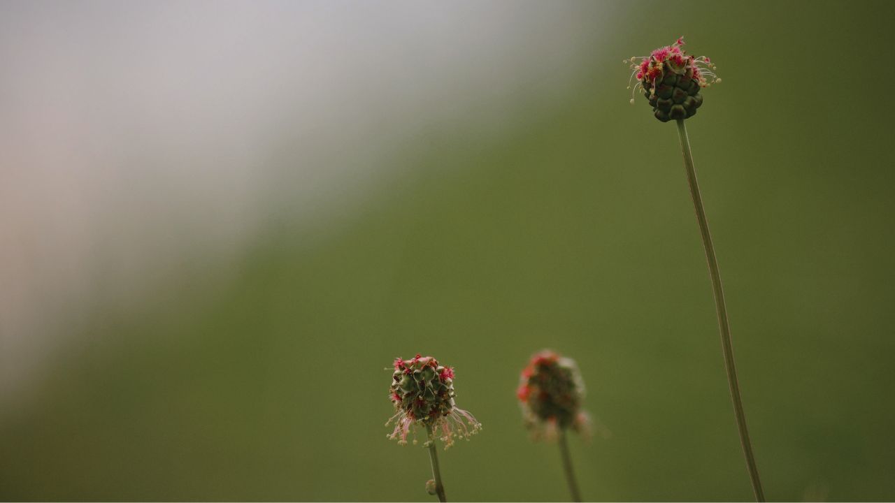 british wild flower seeds, british wildflower seeds, uk wildflower seeds, Yoghurt Dip, dips yoghurt, dip recipe with yoghurt, salad burnet