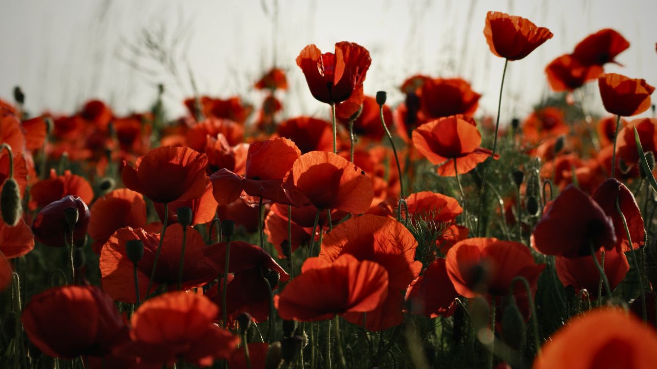 british wild flower seeds, british wildflower seeds, uk wildflower seeds, flatbread, flatbread recipe, recipe with flatbread, poppy