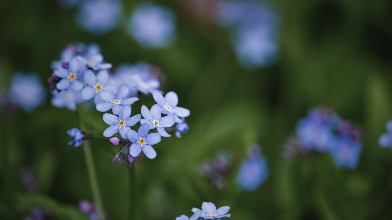 british wild flower seeds, british wildflower seeds, uk wildflower seeds, chocolate bark, bark chocolate recipe, bark chocolate, forget me not
