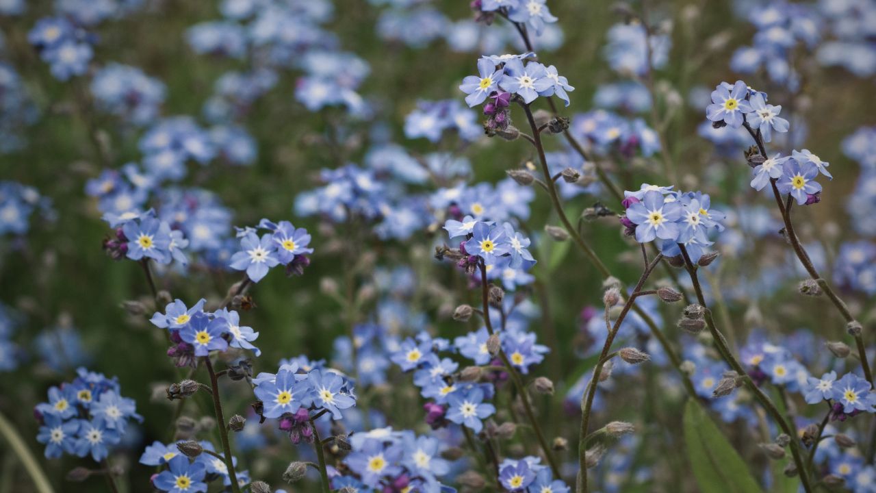 british wild flower seeds, british wildflower seeds, uk wildflower seeds, lemon bar, lemon bars, lemon bars recipe, forget me not