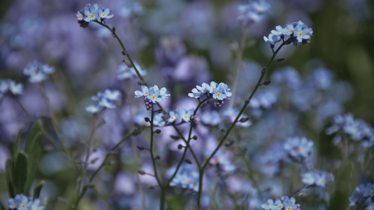 british wild flower seeds, british wildflower seeds, uk wildflower seeds, jelly, jelly recipe, recipe jelly, forget me not