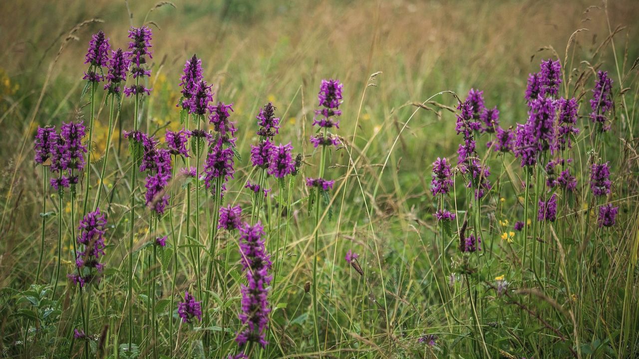 british wild flower seeds, british wildflower seeds, uk wildflower seeds, growing wildflowers, plant wildflower seeds, planting wildflower seeds, betony