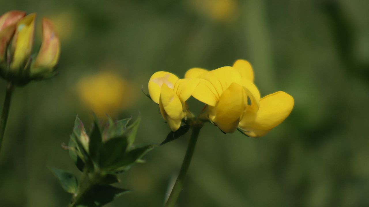 british wild flower seeds, british wildflower seeds, uk wildflower seeds, growing wildflowers, plant wildflower seeds, planting wildflower seeds, birdsfoot trefoil