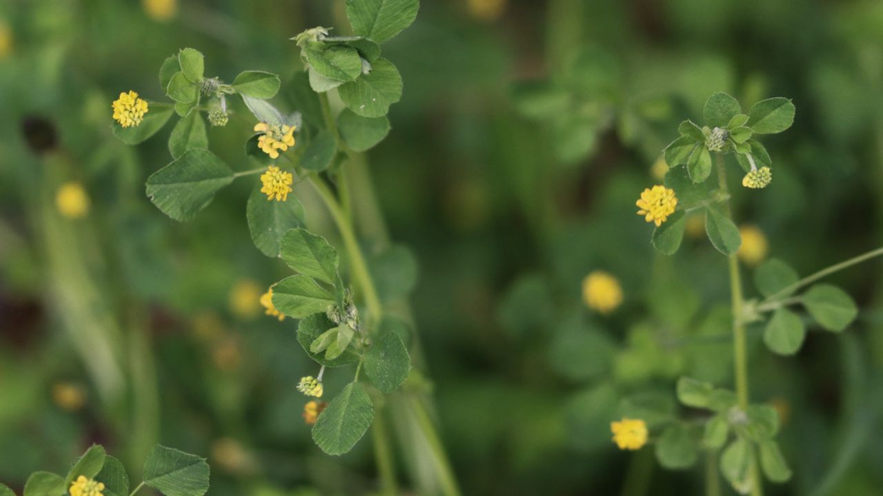 Ultimate Wildflower Guide: Planting and Growing Black Medick