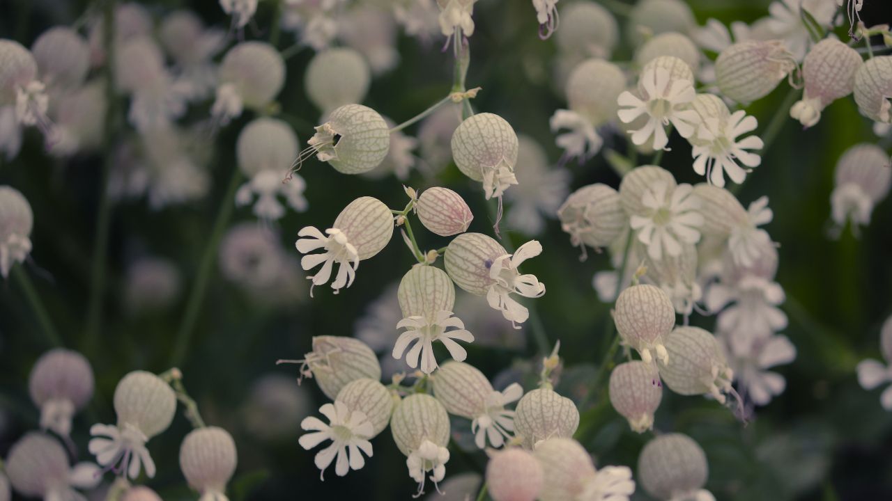 british wild flower seeds, british wildflower seeds, uk wildflower seeds, growing wildflowers, plant wildflower seeds, planting wildflower seeds, bladder campion