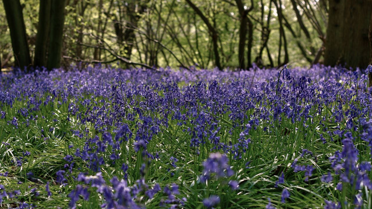 british wild flower seeds, british wildflower seeds, uk wildflower seeds, growing wildflowers, plant wildflower seeds, planting wildflower seeds, bluebells