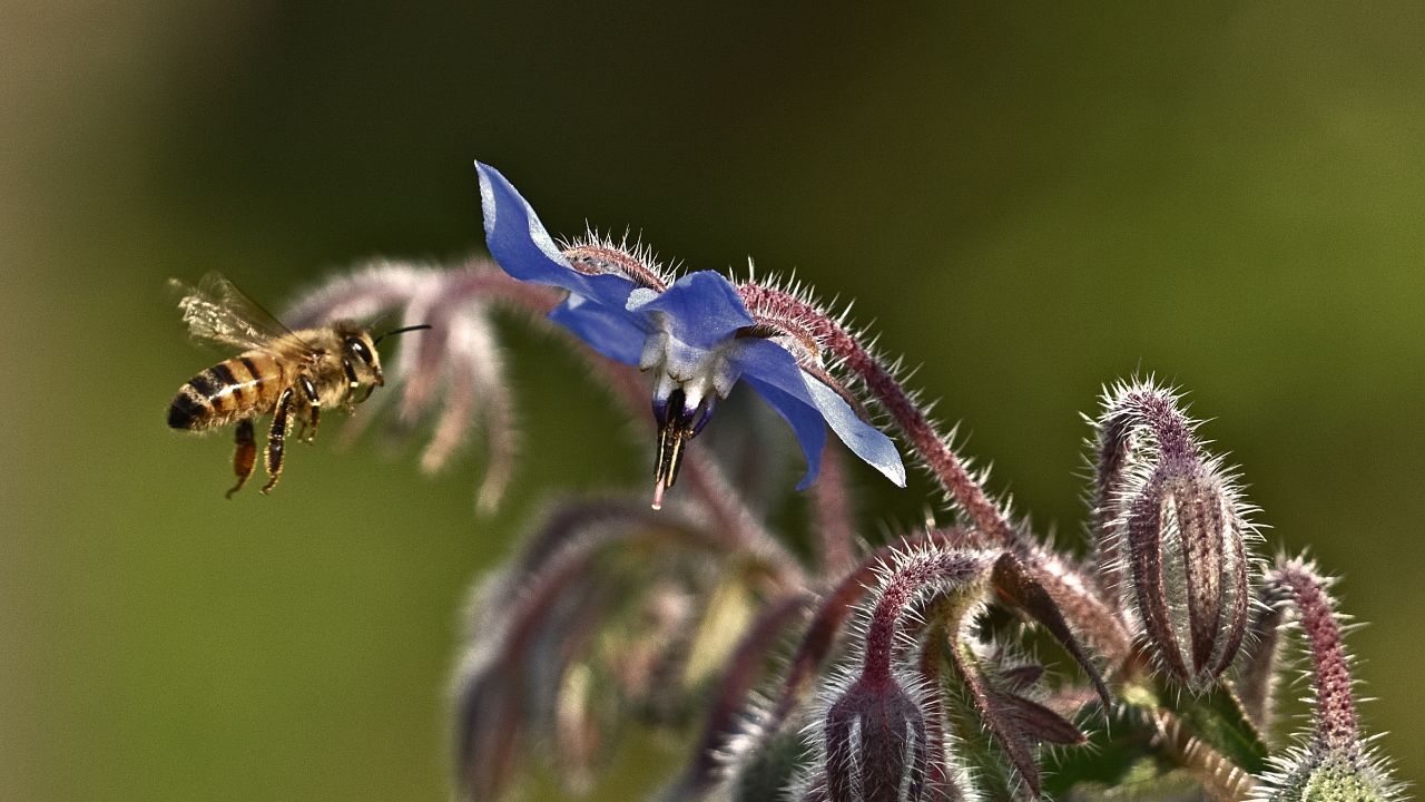 british wild flower seeds, british wildflower seeds, uk wildflower seeds, growing wildflowers, plant wildflower seeds, planting wildflower seeds, borage