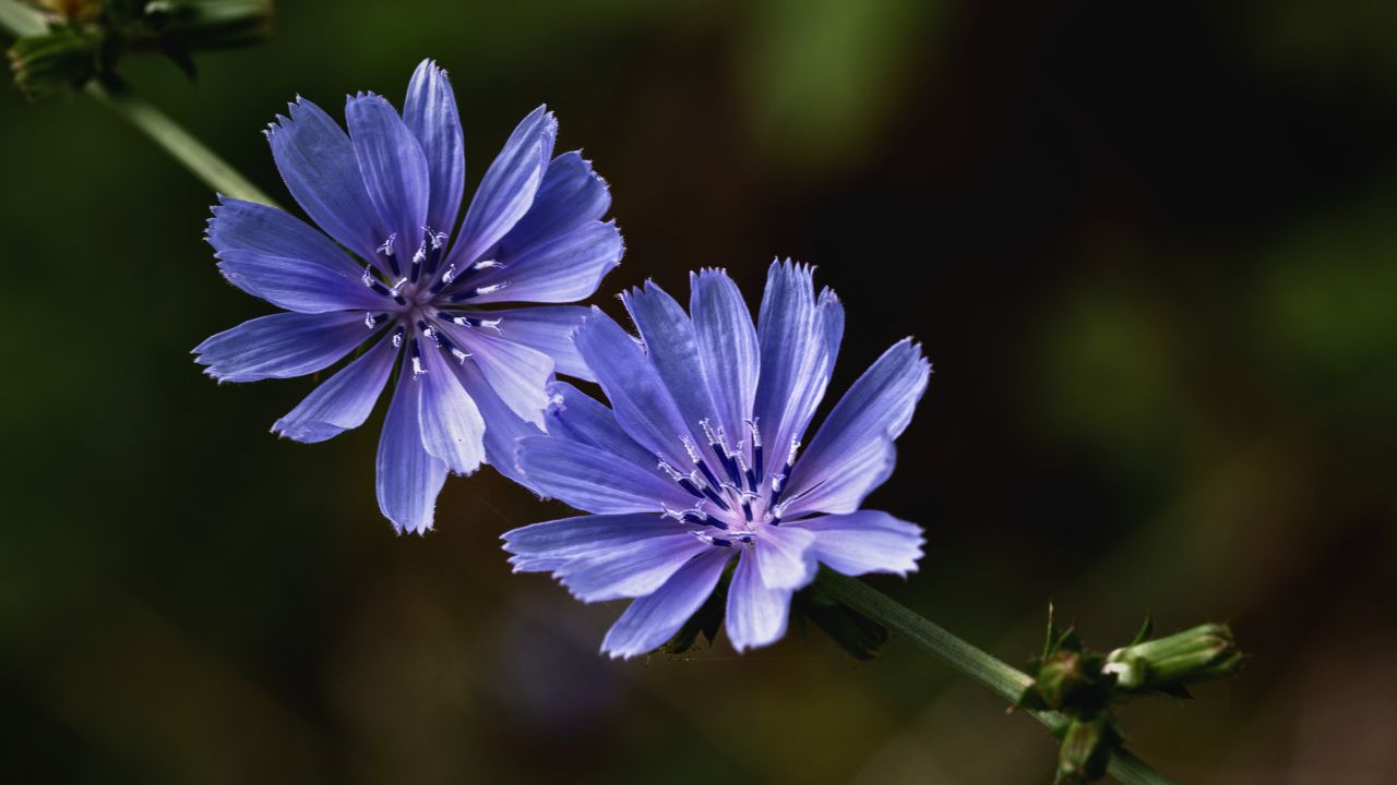 british wild flower seeds, british wildflower seeds, uk wildflower seeds, growing wildflowers, plant wildflower seeds, planting wildflower seeds, chicory