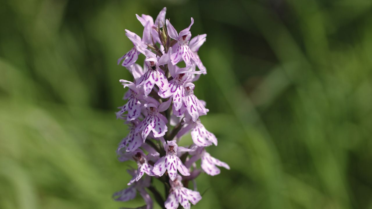 british wild flower seeds, british wildflower seeds, uk wildflower seeds, growing wildflowers, plant wildflower seeds, planting wildflower seeds, common spotted orchid