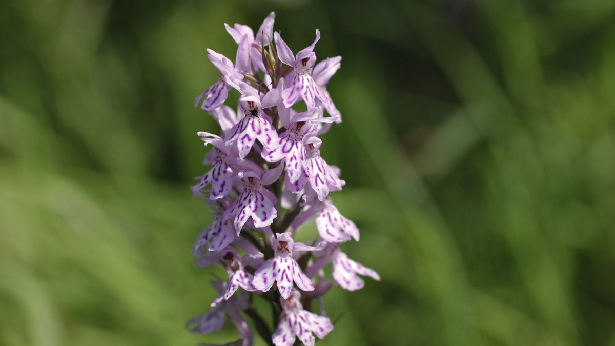 british wild flower seeds, british wildflower seeds, uk wildflower seeds, growing wildflowers, plant wildflower seeds, planting wildflower seeds, common spotted orchid