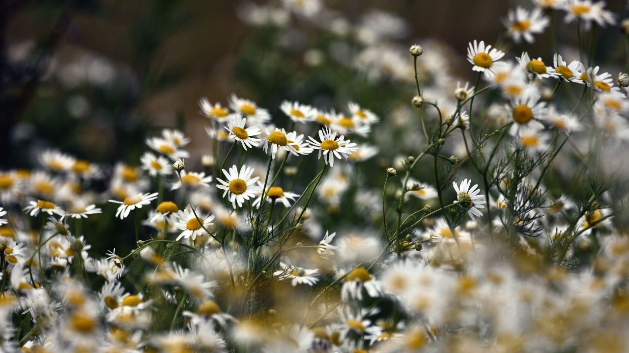 Ultimate Wildflower Guide: Planting and Growing Corn Chamomile
