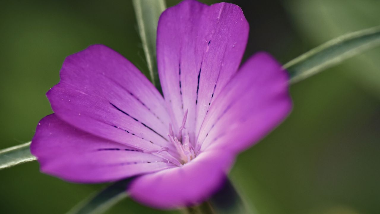 british wild flower seeds, british wildflower seeds, uk wildflower seeds, growing wildflowers, plant wildflower seeds, planting wildflower seeds, corncockle