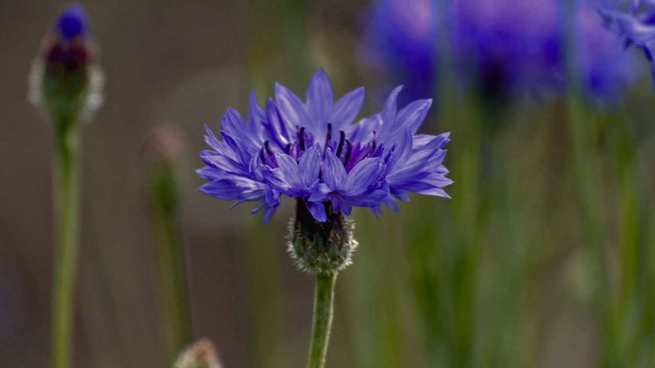 british wild flower seeds, british wildflower seeds, uk wildflower seeds, growing wildflowers, plant wildflower seeds, planting wildflower seeds, cornflower