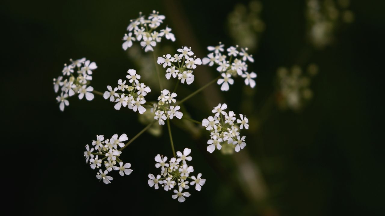 british wild flower seeds, british wildflower seeds, uk wildflower seeds, growing wildflowers, plant wildflower seeds, planting wildflower seeds, cow parsley