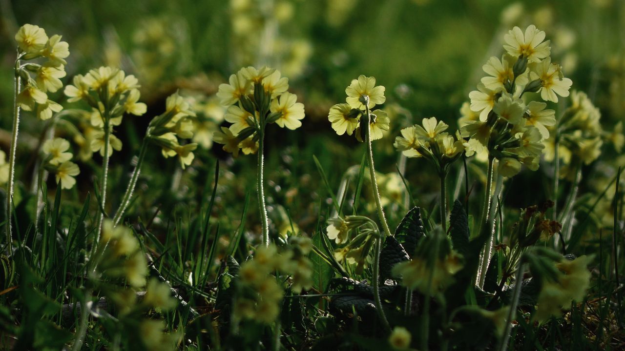 Ultimate Wildflower Guide: Planting and Growing Cowslip