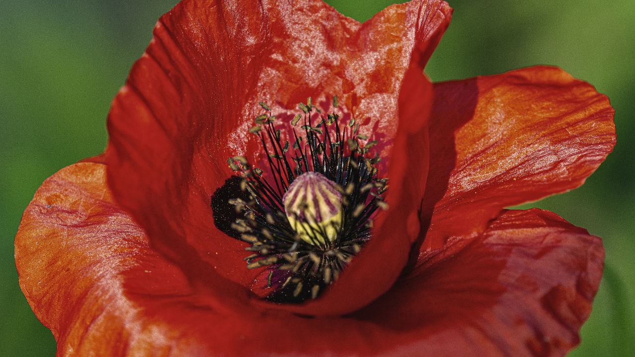 british wild flower seeds, british wildflower seeds, uk wildflower seeds, growing wildflowers, plant wildflower seeds, planting wildflower seeds, field poppy