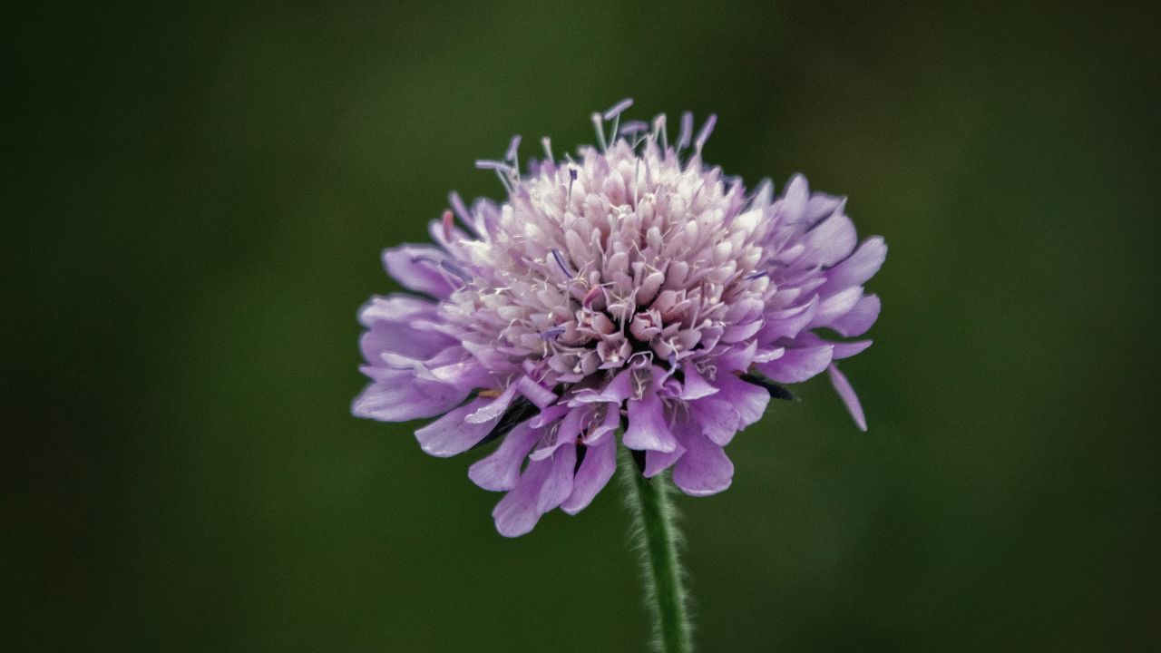 british wild flower seeds, british wildflower seeds, uk wildflower seeds, growing wildflowers, plant wildflower seeds, planting wildflower seeds, field scabious