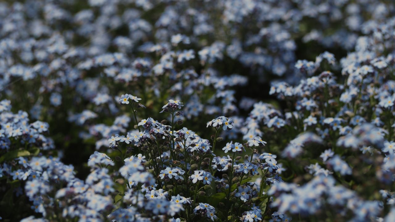 british wild flower seeds, british wildflower seeds, uk wildflower seeds, growing wildflowers, plant wildflower seeds, planting wildflower seeds, forget-me-not