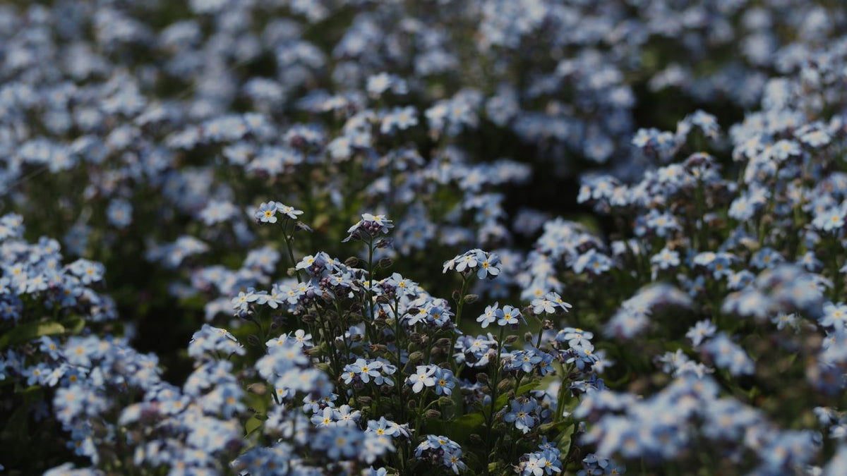 british wild flower seeds, british wildflower seeds, uk wildflower seeds, growing wildflowers, plant wildflower seeds, planting wildflower seeds, forget-me-not