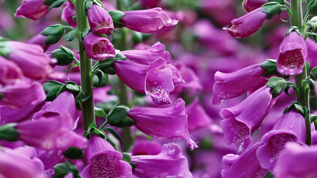 british wild flower seeds, british wildflower seeds, uk wildflower seeds, growing wildflowers, plant wildflower seeds, planting wildflower seeds, foxglove