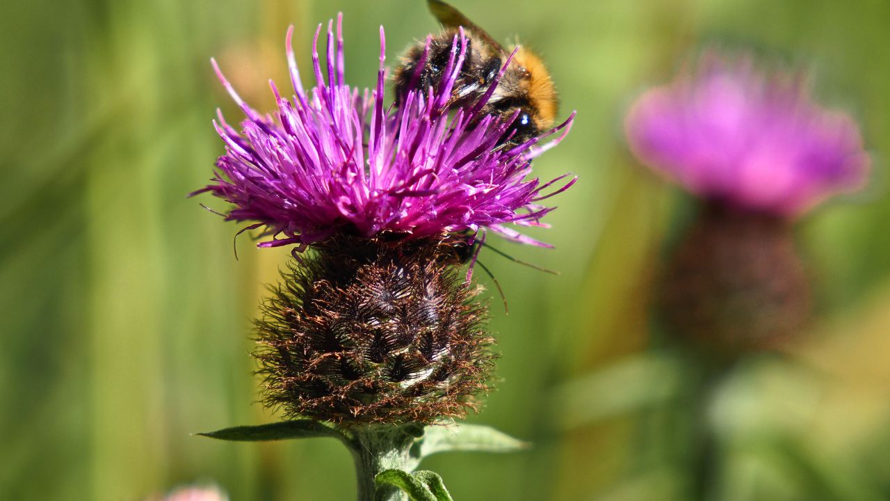 Ultimate Wildflower Guide: Planting and Growing Common Knapweed