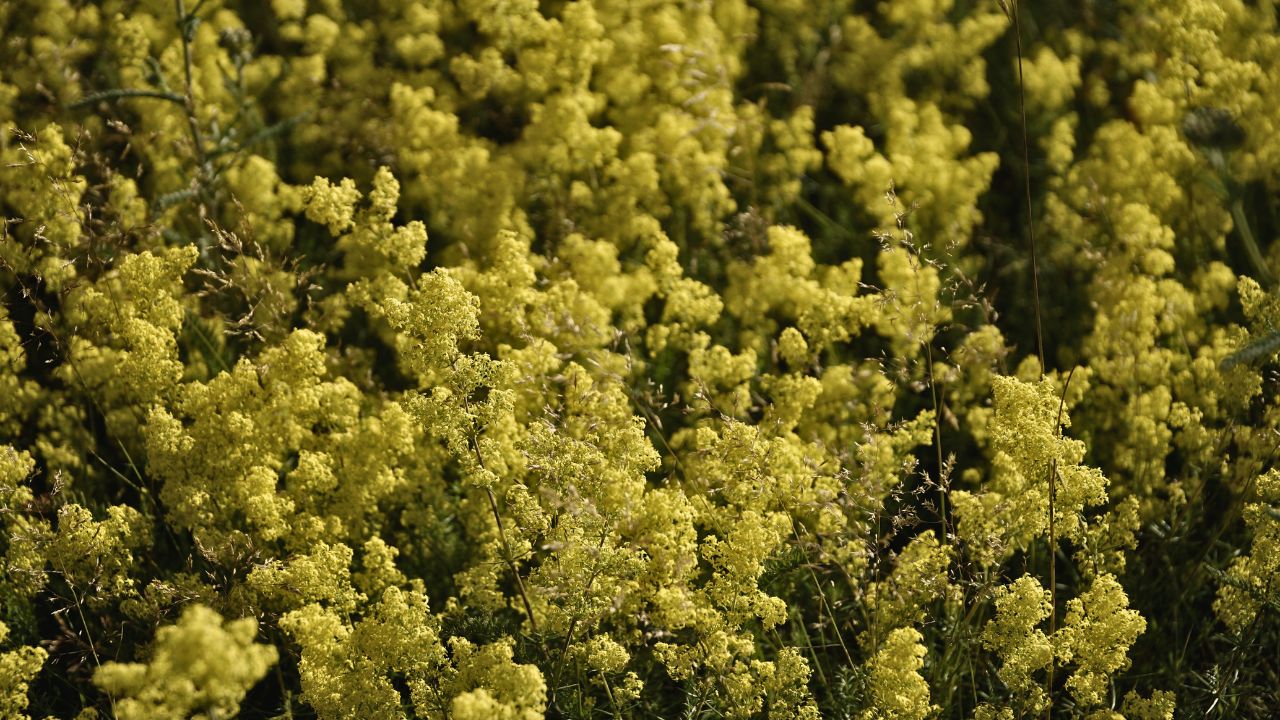 british wild flower seeds, british wildflower seeds, uk wildflower seeds, growing wildflowers, plant wildflower seeds, planting wildflower seeds, lady’s bedstraw