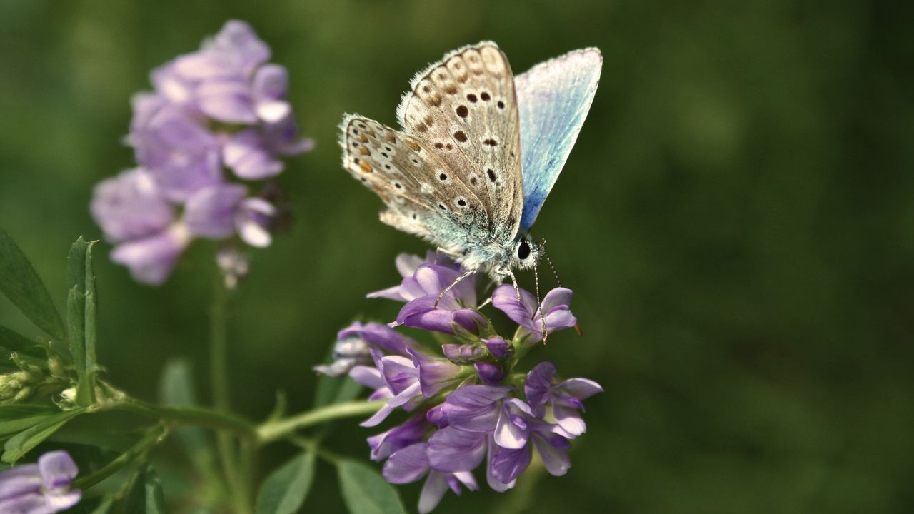 british wild flower seeds, british wildflower seeds, uk wildflower seeds, growing wildflowers, plant wildflower seeds, planting wildflower seeds, lucerne