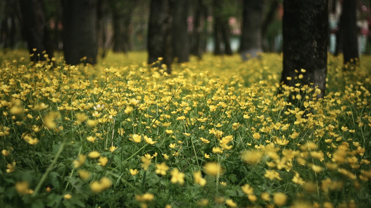 Ultimate Wildflower Guide: Planting and Growing Meadow Buttercup