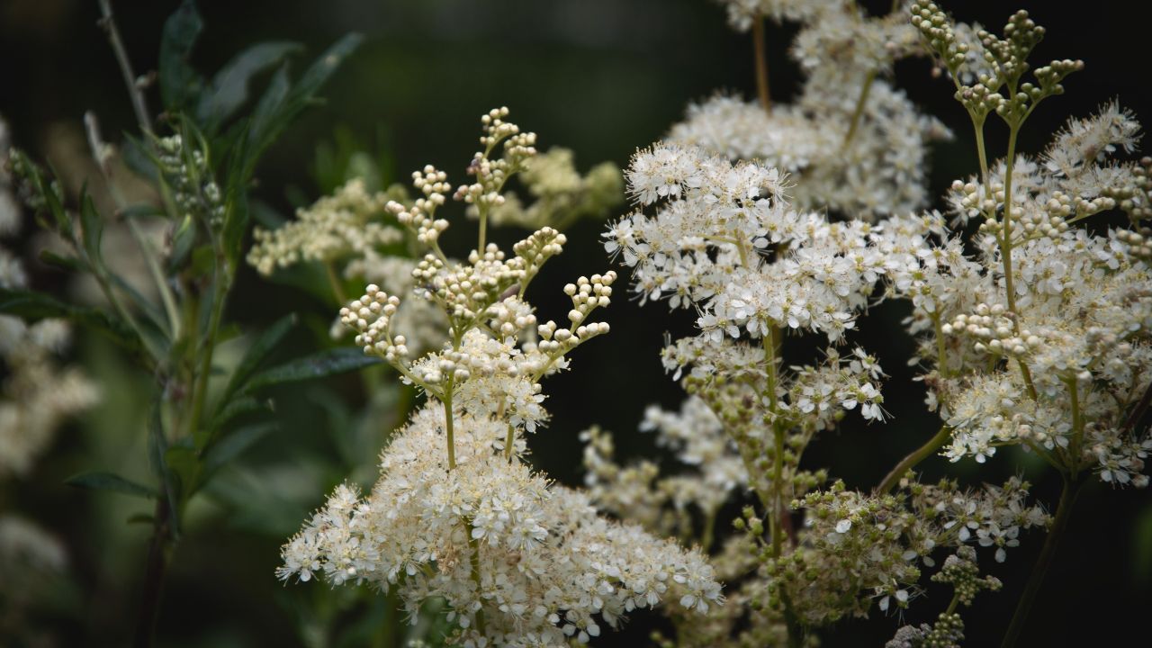 Ultimate Wildflower Guide: Planting and Growing Meadowsweet