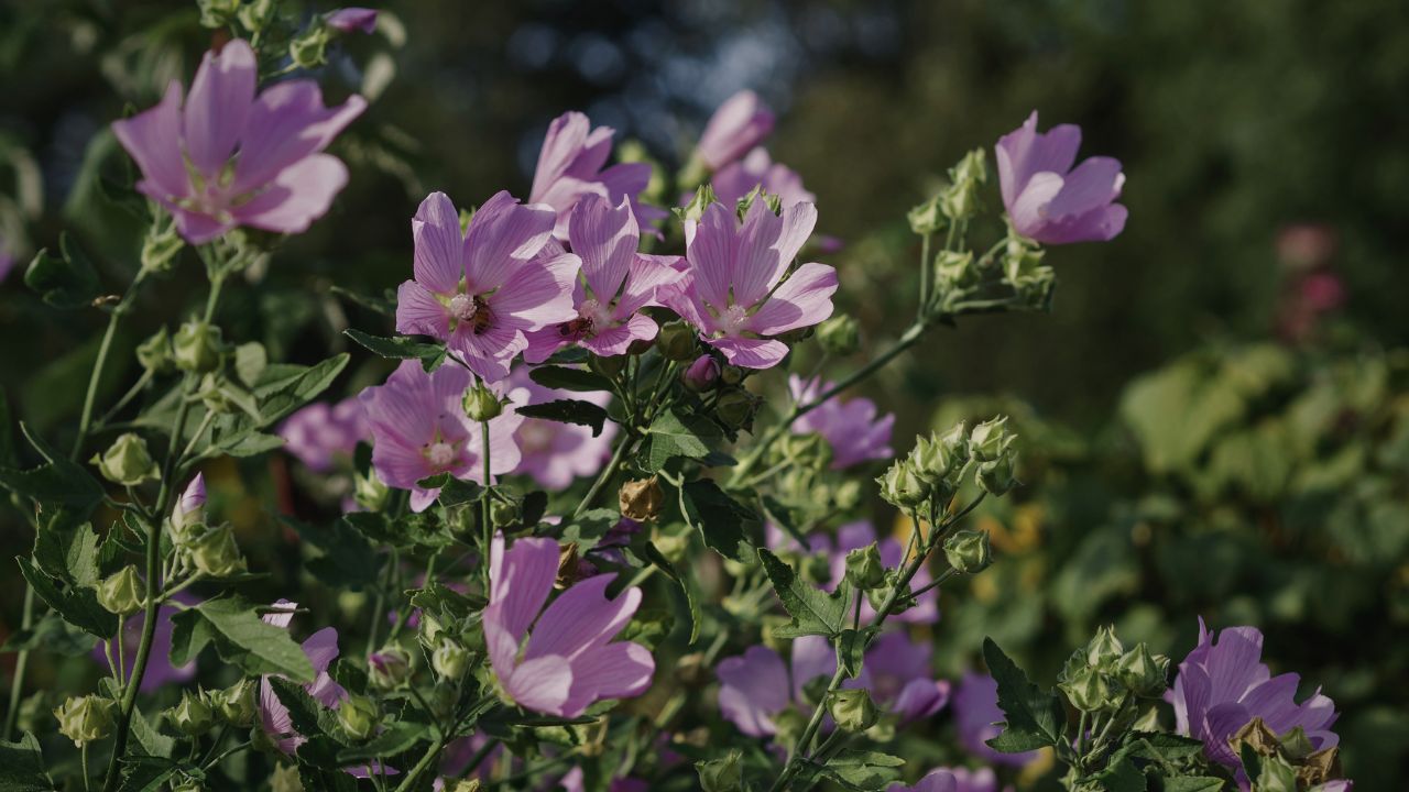 british wild flower seeds, british wildflower seeds, uk wildflower seeds, growing wildflowers, plant wildflower seeds, planting wildflower seeds, musk mallow