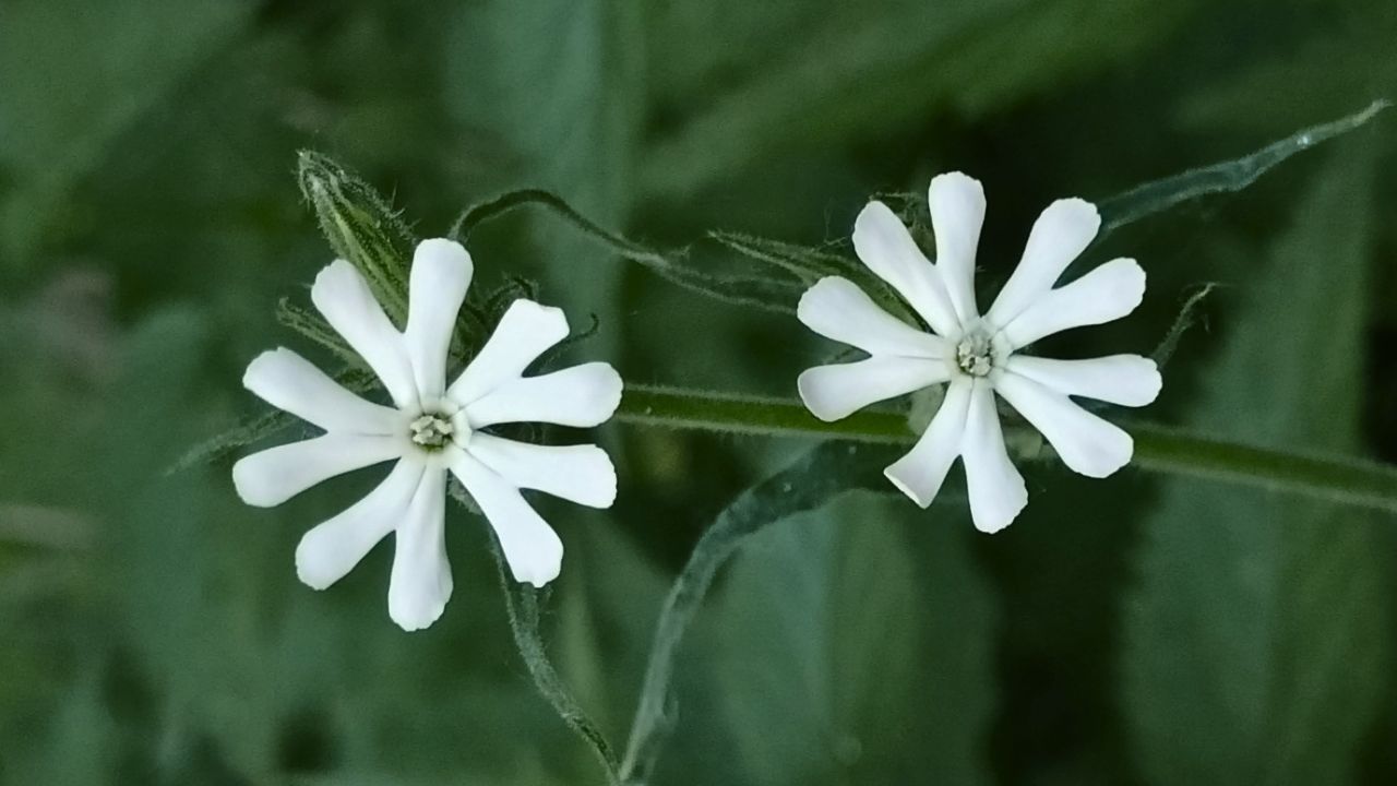 british wild flower seeds, british wildflower seeds, uk wildflower seeds, growing wildflowers, plant wildflower seeds, planting wildflower seeds, night flowering catchfly
