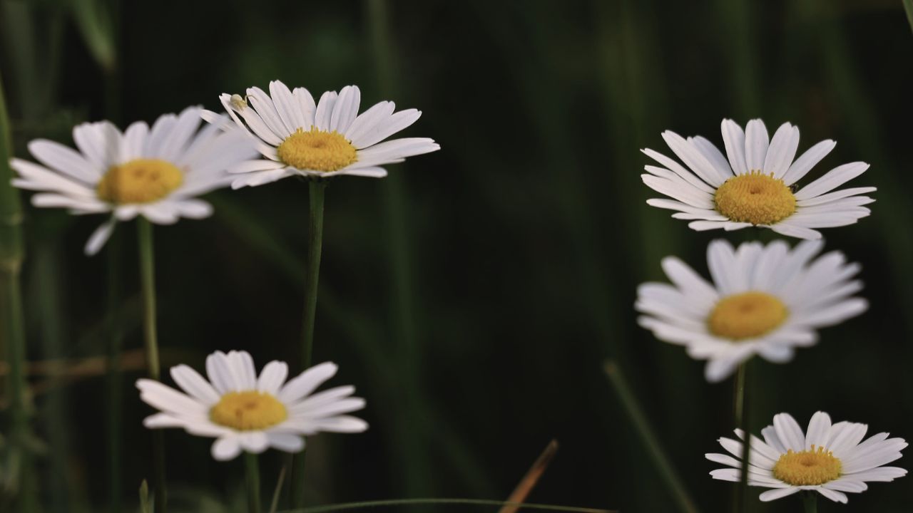 british wild flower seeds, british wildflower seeds, uk wildflower seeds, growing wildflowers, plant wildflower seeds, planting wildflower seeds, oxeye daisy
