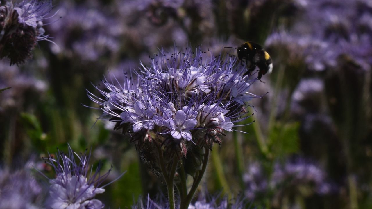 british wild flower seeds, british wildflower seeds, uk wildflower seeds, growing wildflowers, plant wildflower seeds, planting wildflower seeds, phacelia
