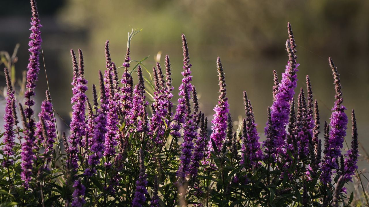 Ultimate Wildflower Guide: Planting and Growing Purple Loosestrife