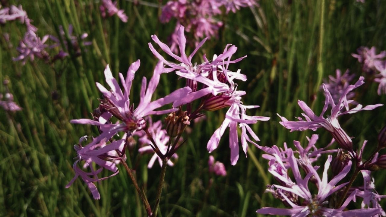 british wild flower seeds, british wildflower seeds, uk wildflower seeds, growing wildflowers, plant wildflower seeds, planting wildflower seeds, ragged robin