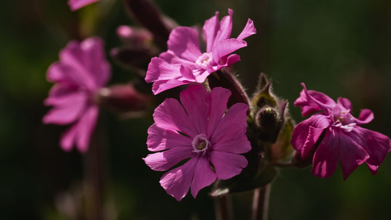Ultimate Wildflower Guide: Planting and Growing Red Campion