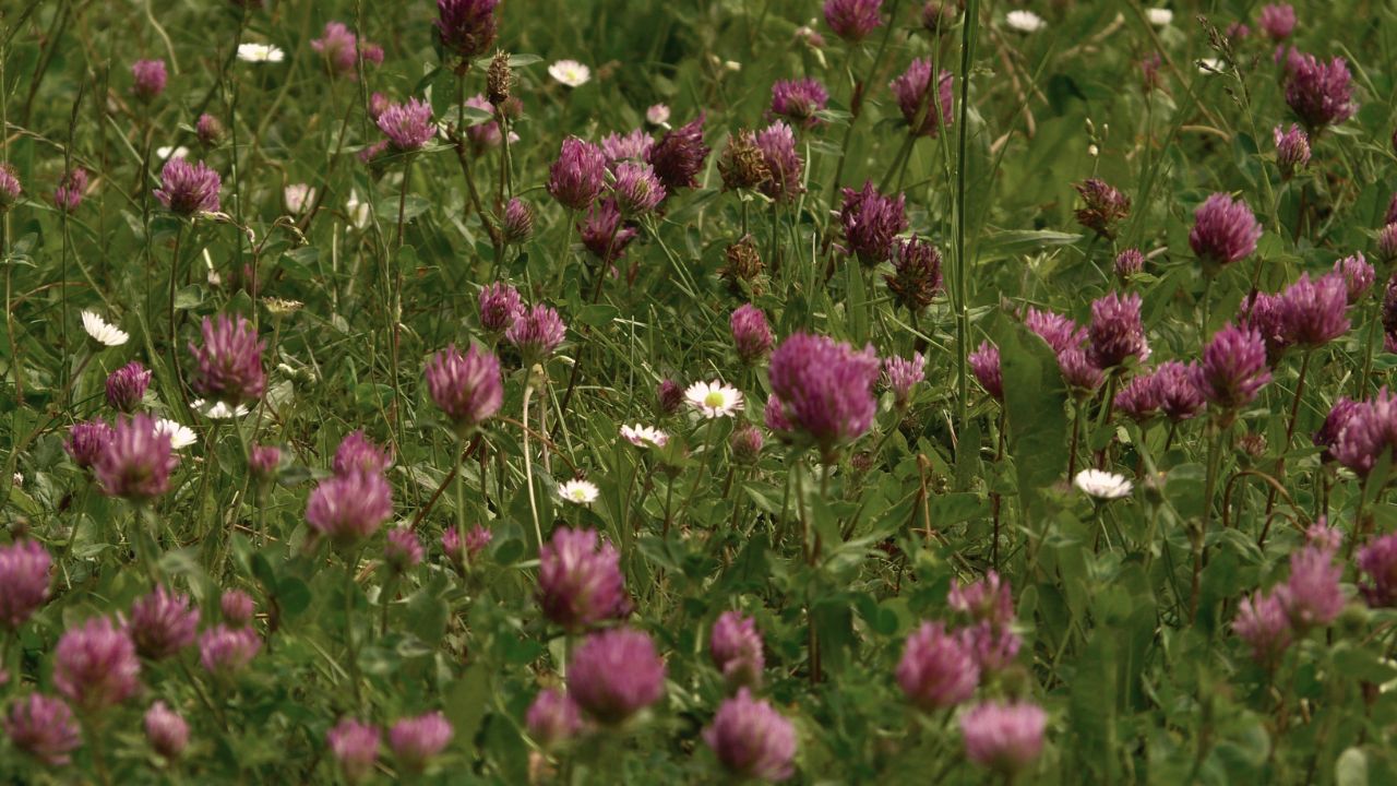 british wild flower seeds, british wildflower seeds, uk wildflower seeds, growing wildflowers, plant wildflower seeds, planting wildflower seeds, red clove