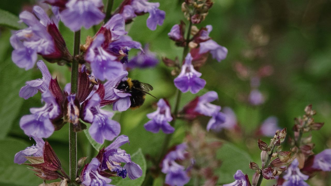 british wild flower seeds, british wildflower seeds, uk wildflower seeds, growing wildflowers, plant wildflower seeds, planting wildflower seeds, sage
