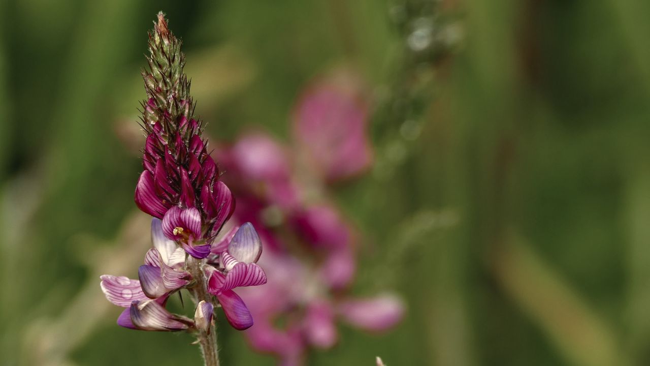 british wild flower seeds, british wildflower seeds, uk wildflower seeds, growing wildflowers, plant wildflower seeds, planting wildflower seeds, sainfoin