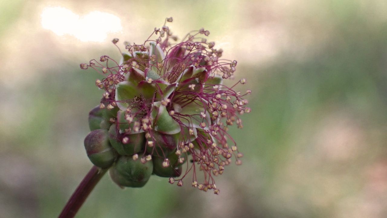 british wild flower seeds, british wildflower seeds, uk wildflower seeds, growing wildflowers, plant wildflower seeds, planting wildflower seeds, salad burnet