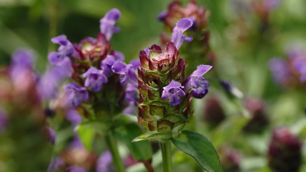 Ultimate Wildflower Guide: Planting and Growing Self-Heal