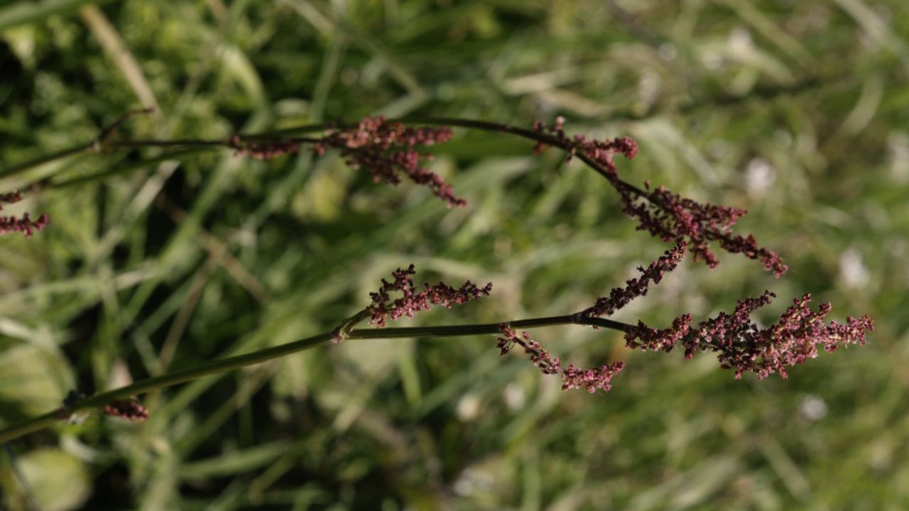 british wild flower seeds, british wildflower seeds, uk wildflower seeds, growing wildflowers, plant wildflower seeds, planting wildflower seeds, common sorrel