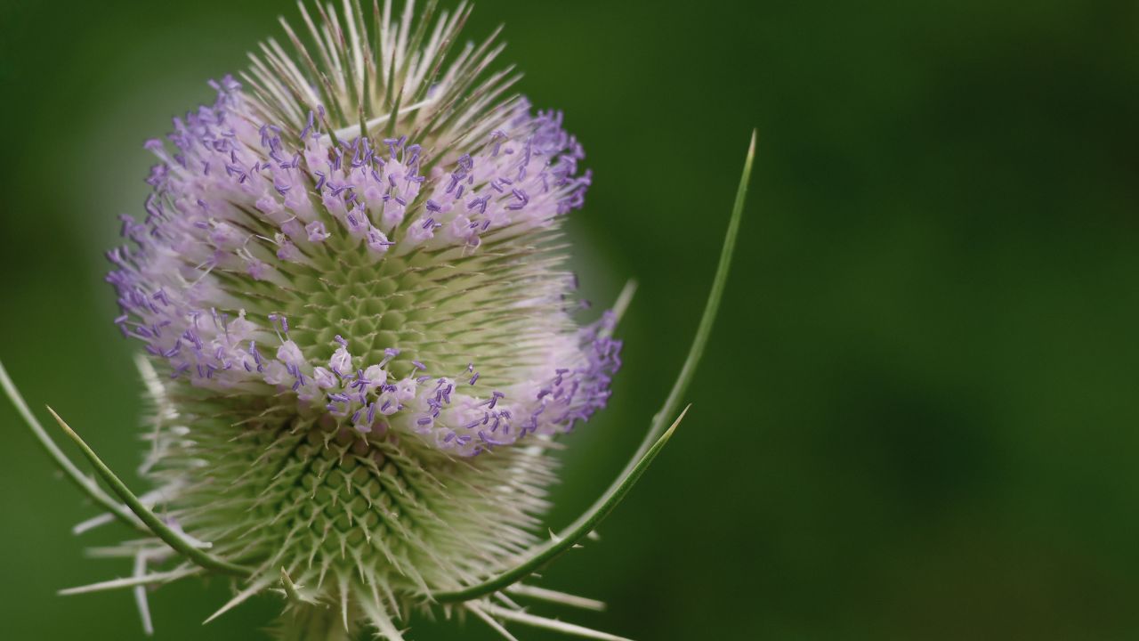 british wild flower seeds, british wildflower seeds, uk wildflower seeds, growing wildflowers, plant wildflower seeds, planting wildflower seeds, teasel