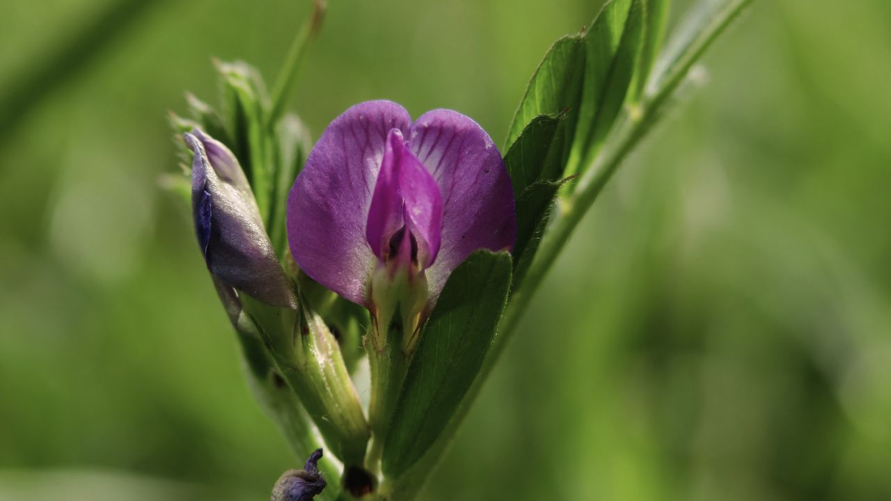 Ultimate Wildflower Guide: Planting and Growing Common Vetch