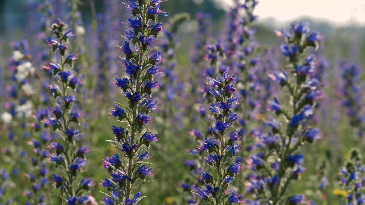 british wild flower seeds, british wildflower seeds, uk wildflower seeds, growing wildflowers, plant wildflower seeds, planting wildflower seeds, viper’s bugloss