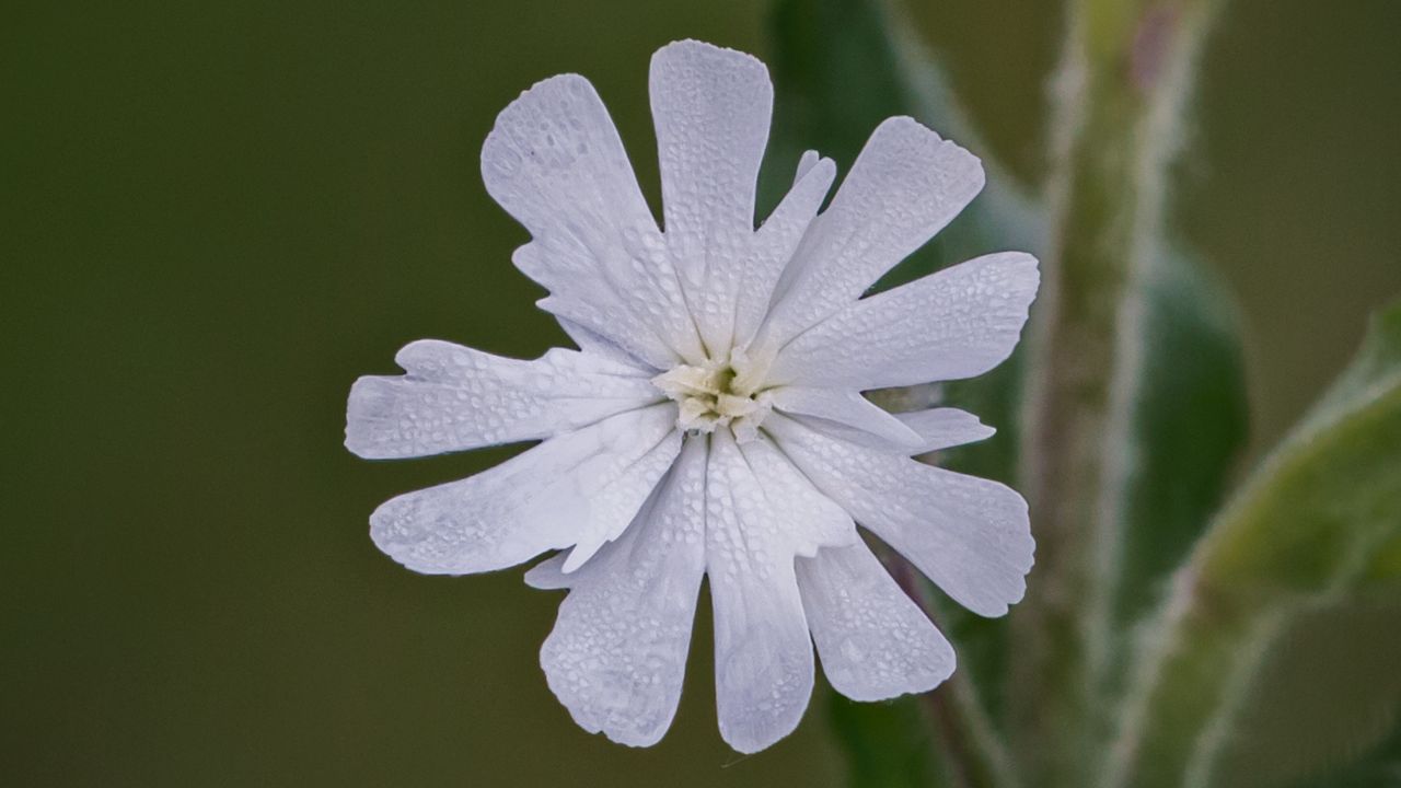british wild flower seeds, british wildflower seeds, uk wildflower seeds, growing wildflowers, plant wildflower seeds, planting wildflower seeds, white campion