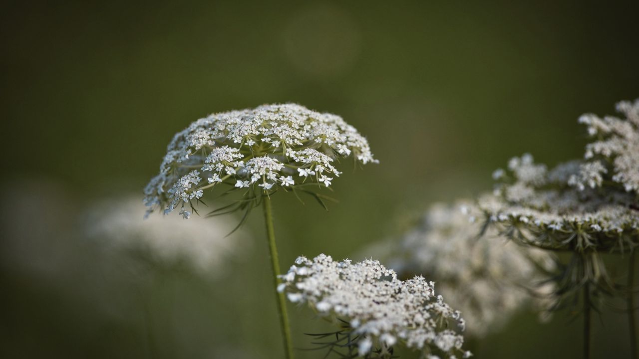 british wild flower seeds, british wildflower seeds, uk wildflower seeds, growing wildflowers, plant wildflower seeds, planting wildflower seeds, wild carrot