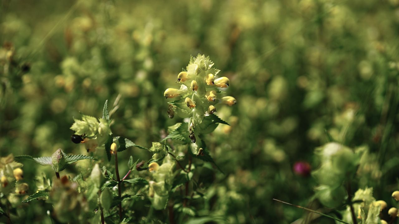 british wild flower seeds, british wildflower seeds, uk wildflower seeds, growing wildflowers, plant wildflower seeds, planting wildflower seeds, yellow rattle