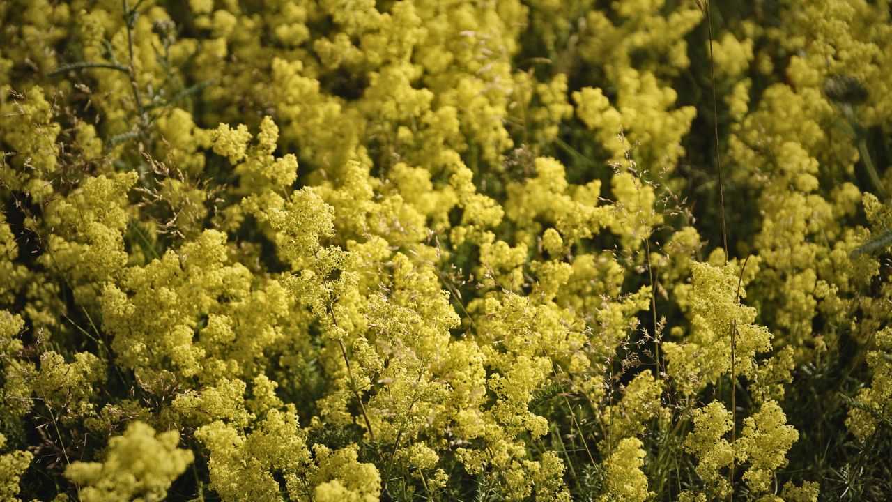 “british wild flower seeds, british wildflower seeds, uk wildflower seeds, cheese, cheese recipe, cheese recipe, lady’s bedstraw”