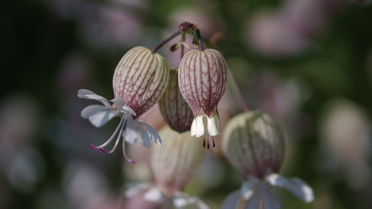 british wild flower seeds, british wildflower seeds, uk wildflower seeds, omelette, omelette recipe, recipe omelette, bladder campion